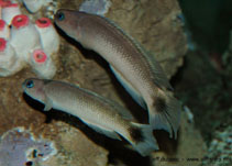 To FishBase images (<i>Trachinops caudimaculatus</i>, Australia, by Dubosc, J.)