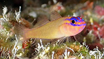 Image of Trimma cavicapum (Bluestripe pygmygoby)