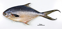 To FishBase images (<i>Trachinotus cayennensis</i>, Brazil, by Rotundo, M.M.)