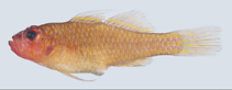 To FishBase images (<i>Trimma cheni</i>, Indonesia, by Winterbottom, R.)