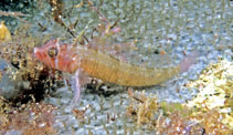 To FishBase images (<i>Trinorfolkia cristata</i>, Australia, by Kuiter, R.H.)