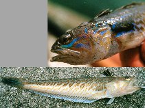 To FishBase images (<i>Trachinus draco</i>, Denmark, by Østergaard, T.)
