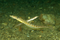 To FishBase images (<i>Trichonotus elegans</i>, Indonesia, by Adams, M.J.)
