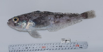 To FishBase images (<i>Trematomus eulepidotus</i>, Antarctica, by Busson, F.)