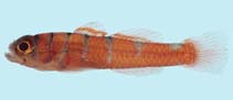 To FishBase images (<i>Trimmatom eviotops</i>, Palau, by Winterbottom, R.)