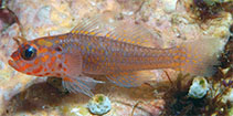 To FishBase images (<i>Trimma fangi</i>, Indonesia, by Allen, G.R.)