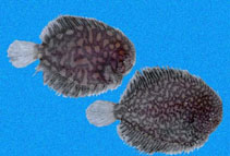 To FishBase images (<i>Trinectes fimbriatus</i>, Panama, by Robertson, R.)
