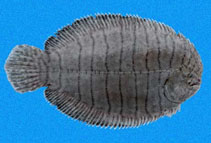 Image of Trinectes fonsecensis (Spottedfin sole)