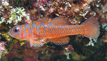 To FishBase images (<i>Trimma fucatum</i>, Myanmar, by Allen, G.R.)