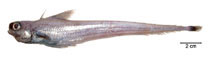 Image of Tripterophycis gilchristi (Grenadier cod)