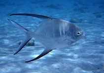 To FishBase images (<i>Trachinotus goodei</i>, Curaçao I., by Wirtz, P.)