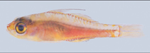 To FishBase images (<i>Trimma habrum</i>, Indonesia, by Winterbottom, R.)