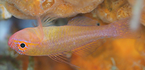 To FishBase images (<i>Trimma haimassum</i>, Philippines, by Hazes, B.)