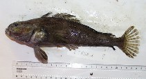 To FishBase images (<i>Trematomus hansoni</i>, Antarctica, by Sala, A.)