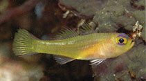 To FishBase images (<i>Trimma imaii</i>, Indonesia, by Allen, G.R.)