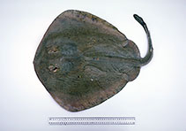 To FishBase images (<i>Trygonoptera imitata</i>, Australia, by Graham, K.)