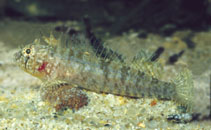 To FishBase images (<i>Trinorfolkia incisa</i>, Australia, by Kuiter, R.H.)