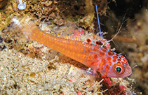 To FishBase images (<i>Trimma irinae</i>, Papua New Guinea, by Erdmann, M.V.)