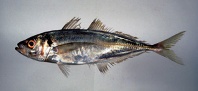 To FishBase images (<i>Trachurus japonicus</i>, Chinese Taipei, by Shao, K.T.)
