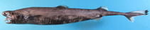 To FishBase images (<i>Trigonognathus kabeyai</i>, Chinese Taipei, by Ho, H.-C.)