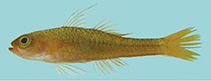 To FishBase images (<i>Trimma kitrinum</i>, Fiji, by Winterbottom, R.)