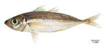 To FishBase images (<i>Trachurus lathami</i>, Brazil, by Fischer, L.G.)