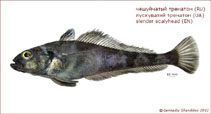 To FishBase images (<i>Trematomus lepidorhinus</i>, Antarctica, by Shandikov, G.A.)