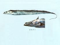 To FishBase images (<i>Trichiurus lepturus</i>, by CSIRO)