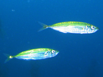 To FishBase images (<i>Trachurus longimanus</i>, by Tyler, P.)