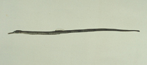 To FishBase images (<i>Trachyrhamphus longirostris</i>, by Shao, K.T.)