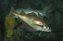 To FishBase images (<i>Trisopterus luscus</i>, by Océanopolis)