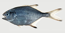 Image of Trachinotus macrospilus (Marquesas dart)