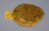 To FishBase images (<i>Trinectes maculatus</i>, USA, by Durie, C.)