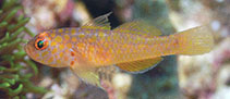 To FishBase images (<i>Trimma macrophthalmum</i>, Indonesia, by Allen, G.R.)