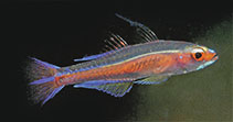 To FishBase images (<i>Trimma marinae</i>, Indonesia, by Allen, G.R.)