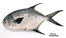 To FishBase images (<i>Trachinotus marginatus</i>, Brazil, by Rotundo, M.M.)