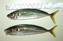 To FishBase images (<i>Trachurus mediterraneus</i>, Turkey, by Sarp, B.)