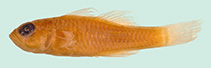 To FishBase images (<i>Trimma meristum</i>, Australia, by Winterbottom, R.)