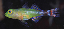 To FishBase images (<i>Trimma meranyx</i>, Indonesia, by Erdmann, M.V.)