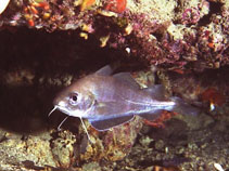 Image of Trisopterus minutus (Poor cod)