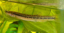 To FishBase images (<i>Trichomycterus mondolfi</i>, Venezuela, by Asociacion Acuaristas de Venezuela (AAV))