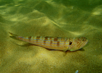 To FishBase images (<i>Trachinocephalus myops</i>, by Sampaio, C.L.S.)