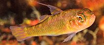 To FishBase images (<i>Trimma nauagium</i>, Papua New Guinea, by Allen, G.R.)