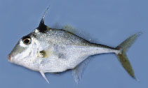 Image of Triacanthus nieuhofii (Silver tripodfish)