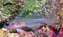 To FishBase images (<i>Tryssogobius nigrolineatus</i>, Indonesia, by Allen, G.R.)