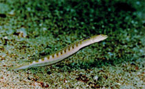 To FishBase images (<i>Trichonotus nikii</i>, Jordan, by Khalaf, M.A.)