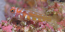 To FishBase images (<i>Trimma nomurai</i>, Indonesia, by Allen, G.R.)