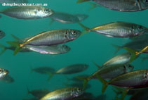 Image of Trachurus novaezelandiae (Yellowtail horse mackerel)
