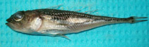 To FishBase images (<i>Triglops nybelini</i>, , by Armesto, A.)