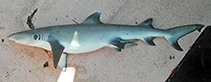 Image of Triaenodon obesus (Whitetip reef shark)